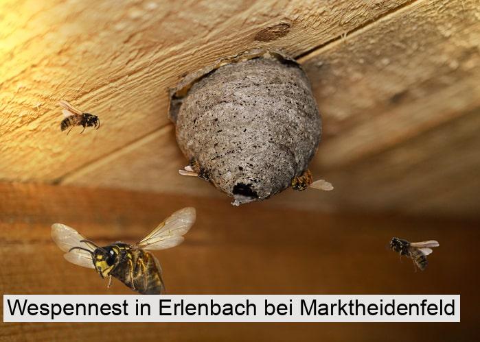 Wespennest in Erlenbach bei Marktheidenfeld